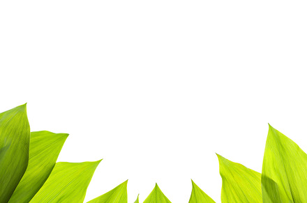 Green fresh leaf isolated background containing background, border, and bright, a Nature Photo by Olha Klein