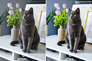 10 CAT Lightroom Presets, a Preset Add-On by MaPresets (Thumbnail 11 of 15)