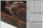 Cacao parts top-down, an Object Graphic by Hortimages (Thumbnail 2 of 2)