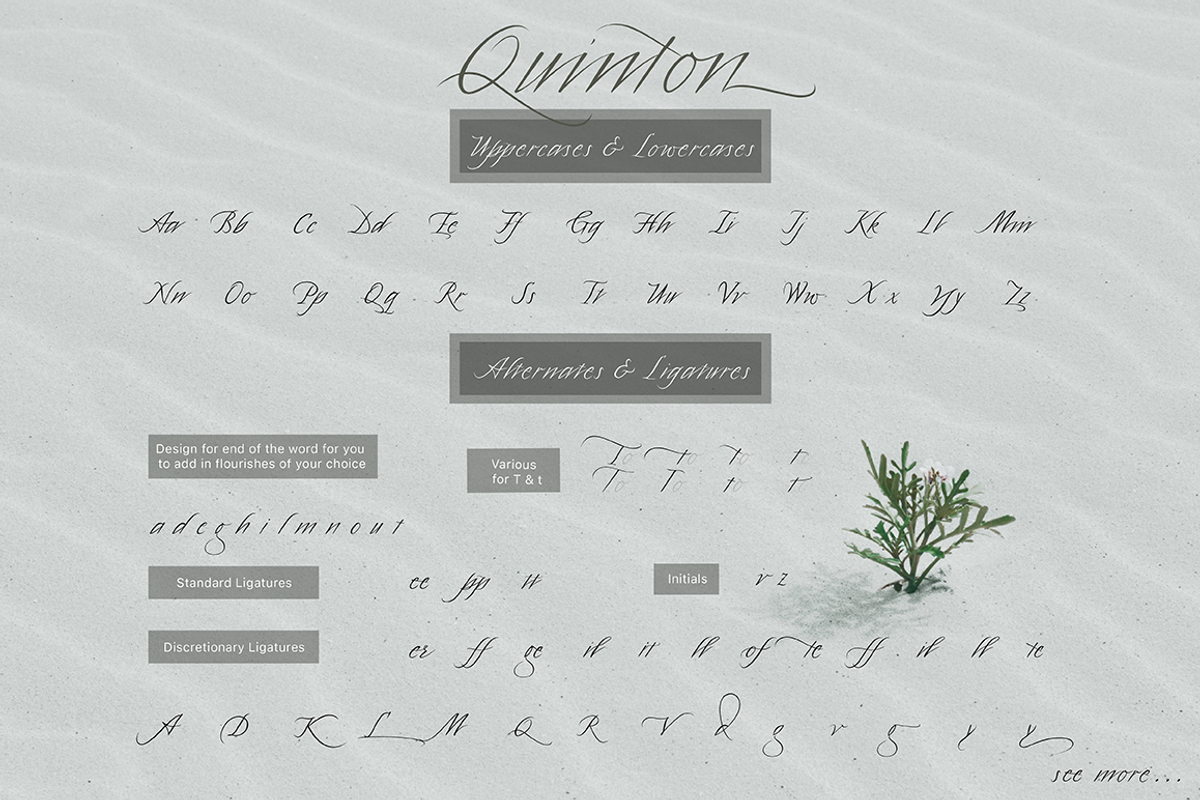 Quinton Script Font preview 8