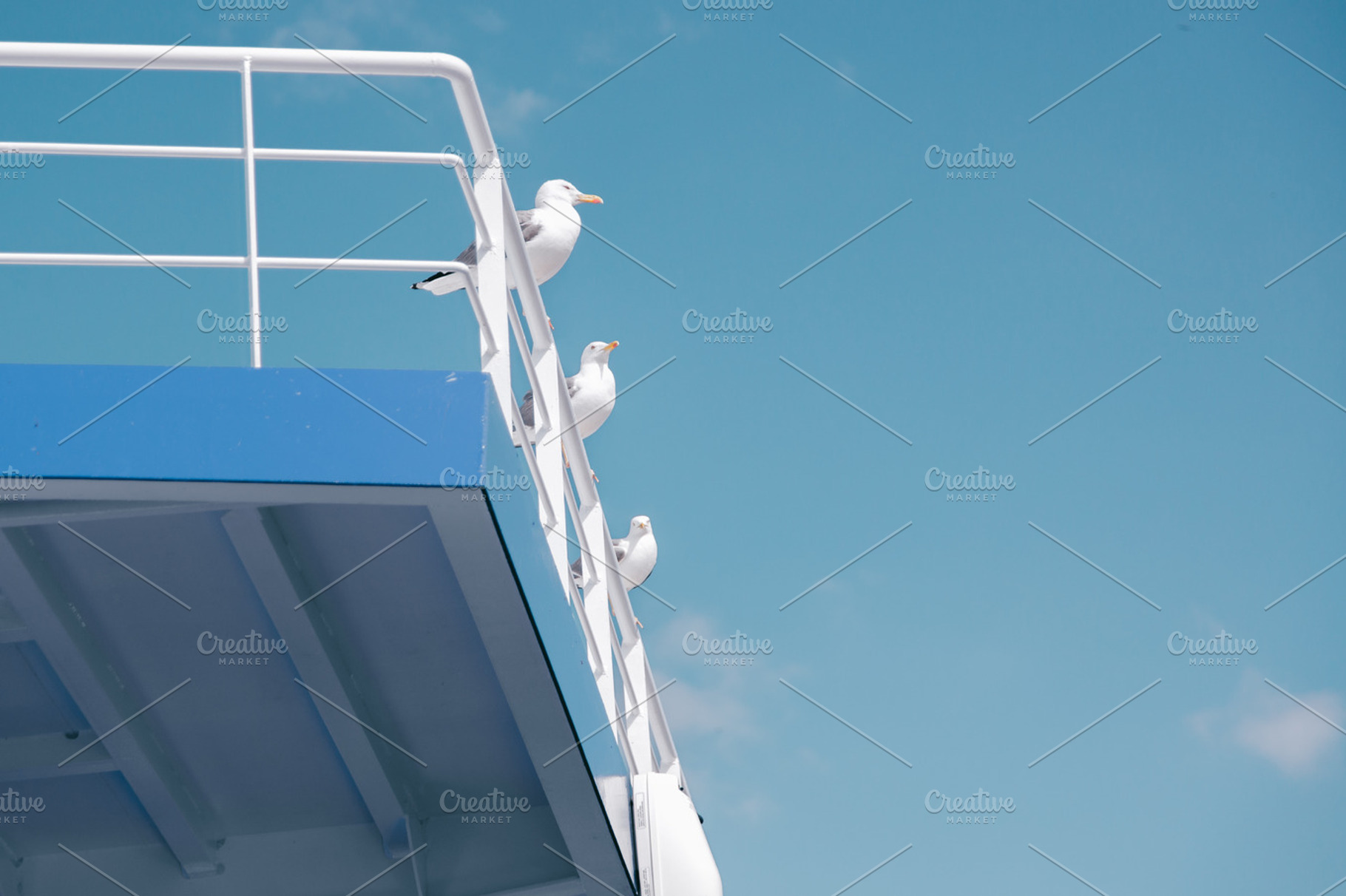 Beatuful gull of chuck and sky, a Nature Photo by rtyc