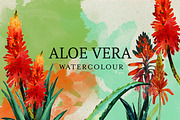 Aloe Vera Watercolor, a Decorative Illustration by Karliefie (Thumbnail 1 of 3)