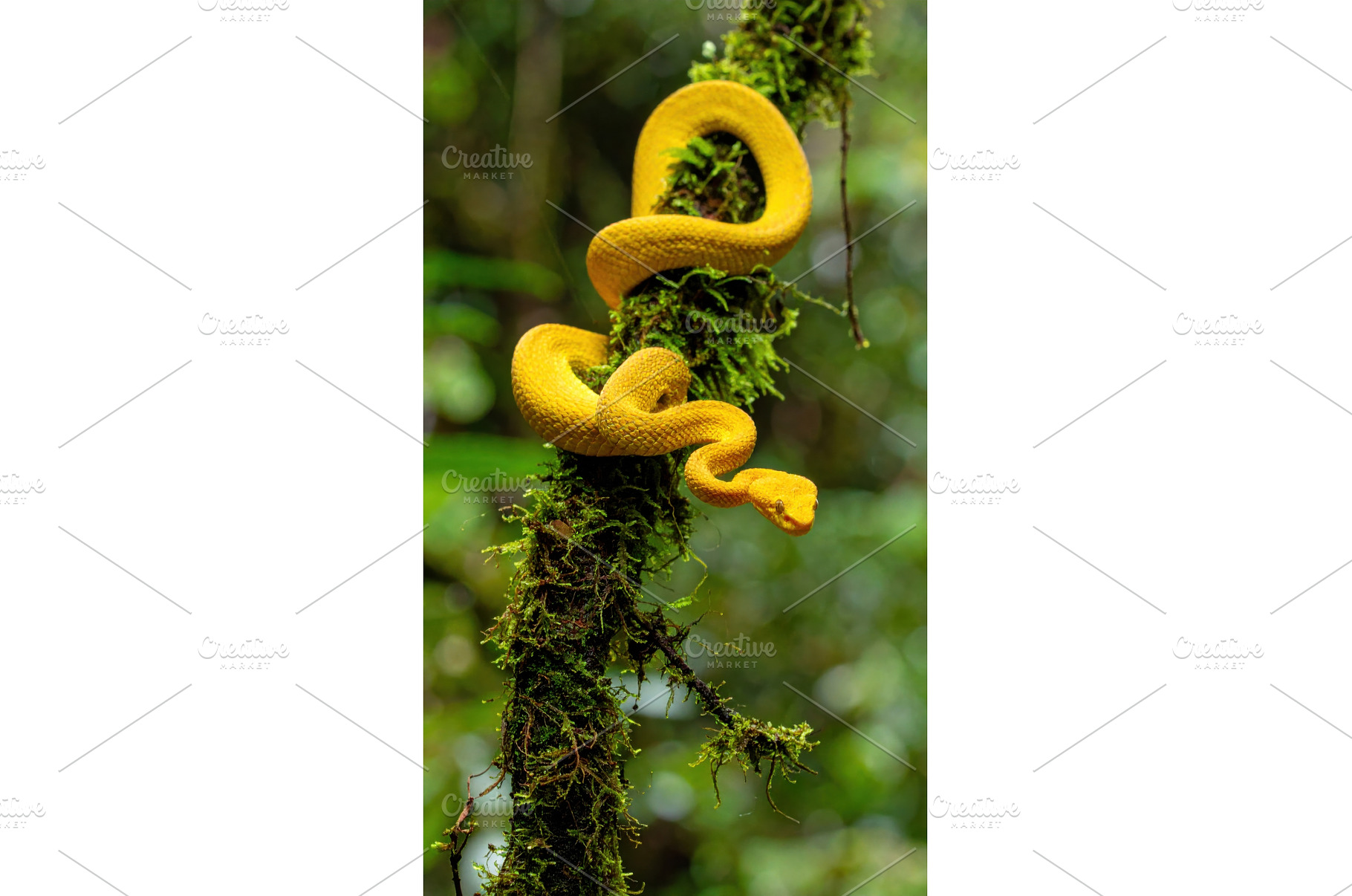 Bright yellow snake coiled around, an Animal Photo by Igor Tichonow