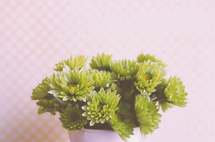 Various Of Cactus preview 6