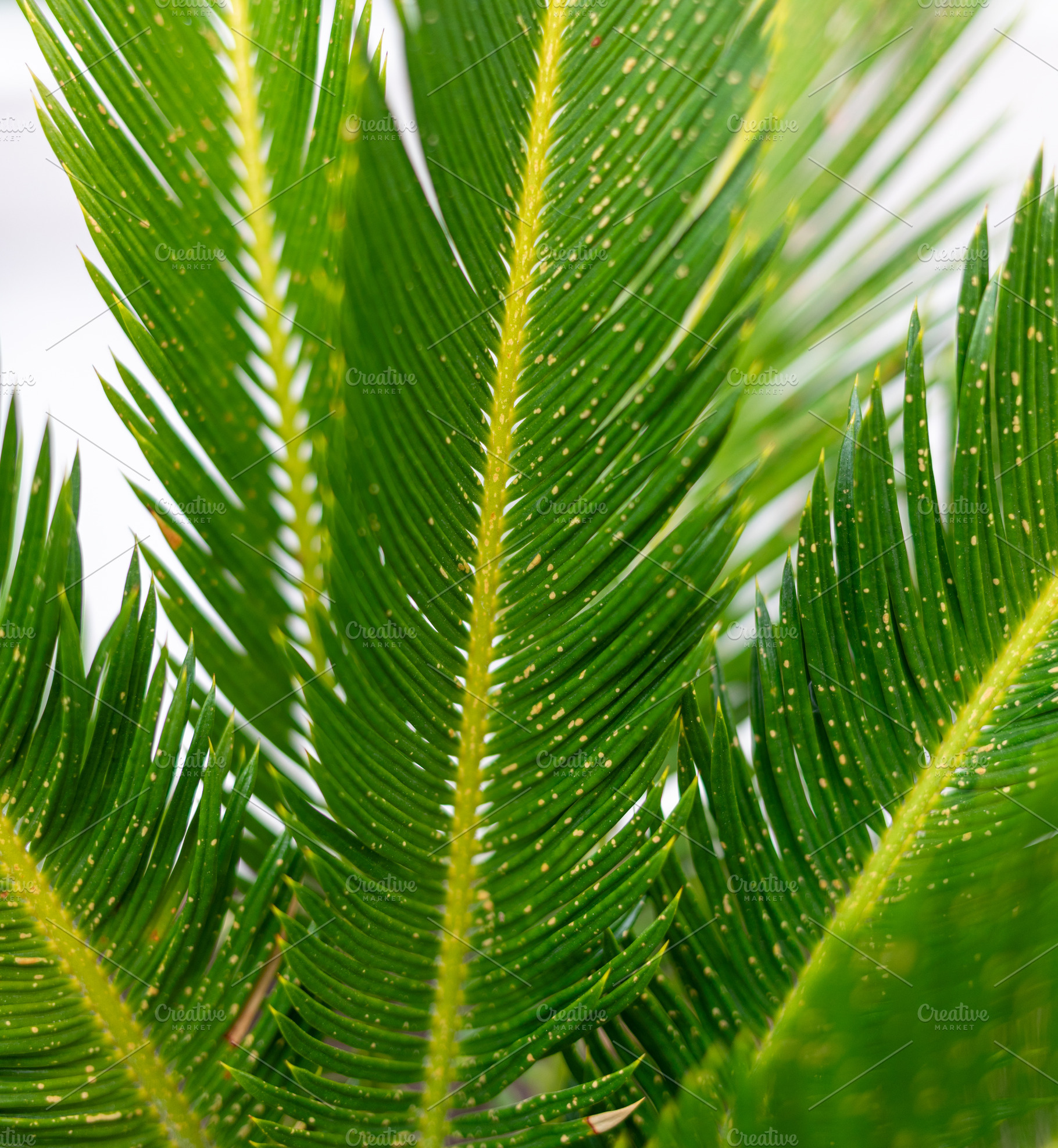 Fungal infection damaging cycas revoluta leaves, showing small orange spots, a Photo by Antonio Gravante Market