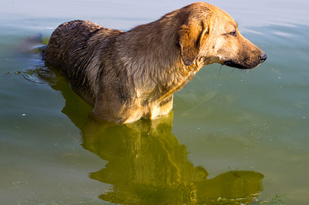 Dog Featuring Dog Animal And Pet preview 5