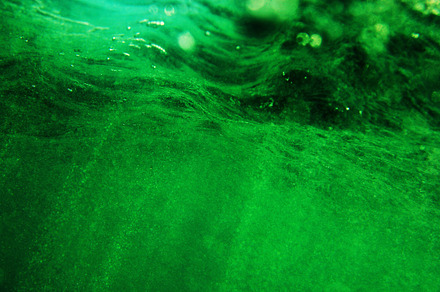 under the water, a Nature Photo by Alex Zhilkin Std.