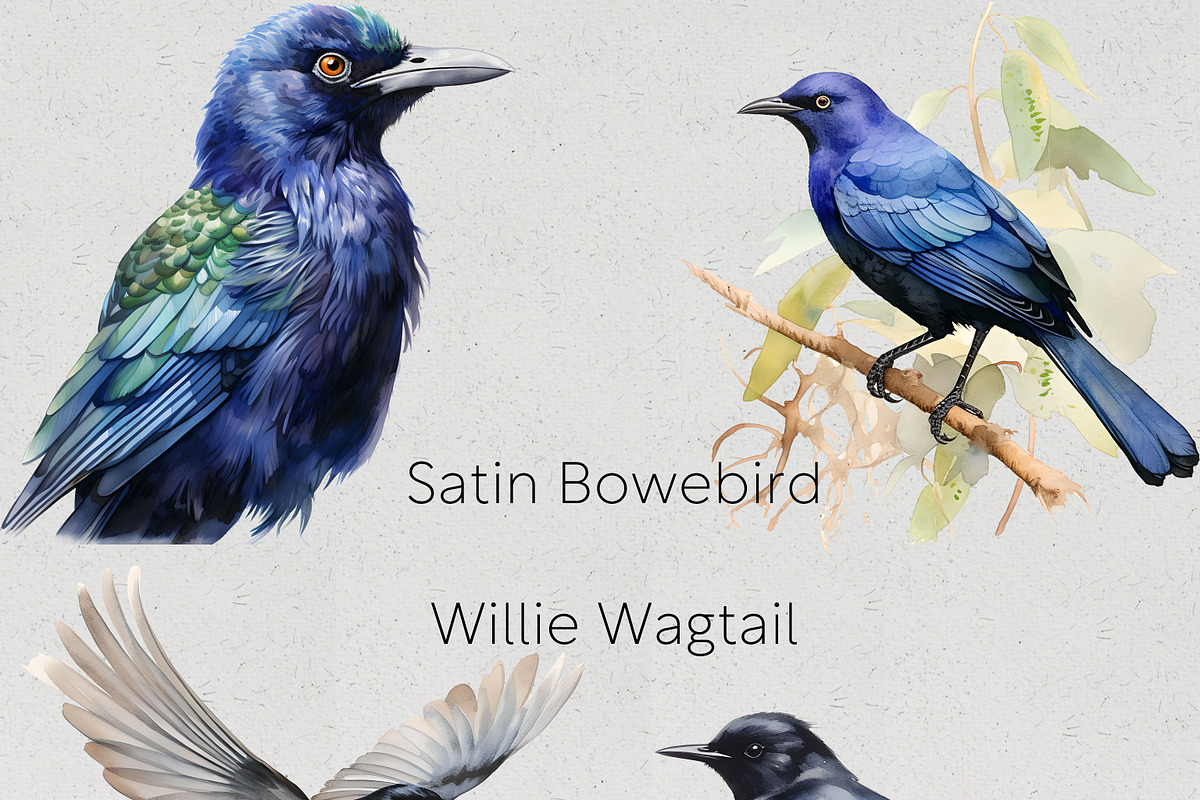 Australian Native Birds Clipart, an Animal Illustration by Pawcasso's Portraits (Photo 5 of 7)