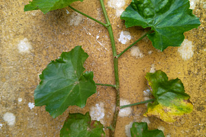 Green leaves growing on textured wall, an Architecture Photo by DanFLCreativo