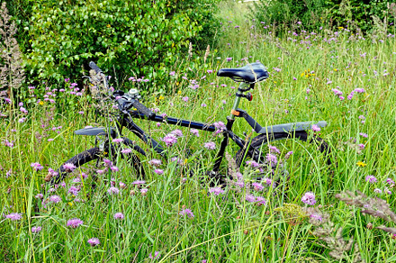 Bicycle in a meadow among wildflower, a Sports & Recreation Photo by FedotovAnatoly