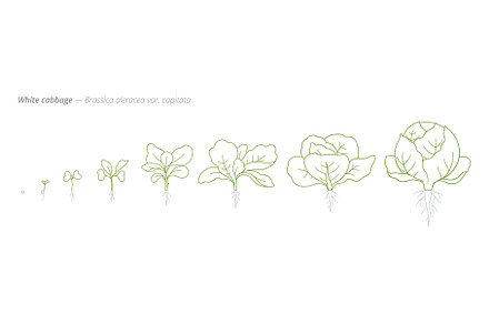White Cabbage Growth Stages from
