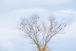 The birds featuring nature, flock, and birds
