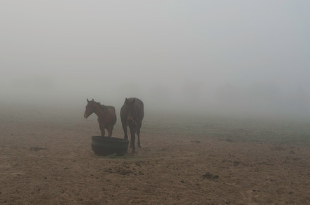 The Eye Stock Photo Containing Albino And Horse preview 5
