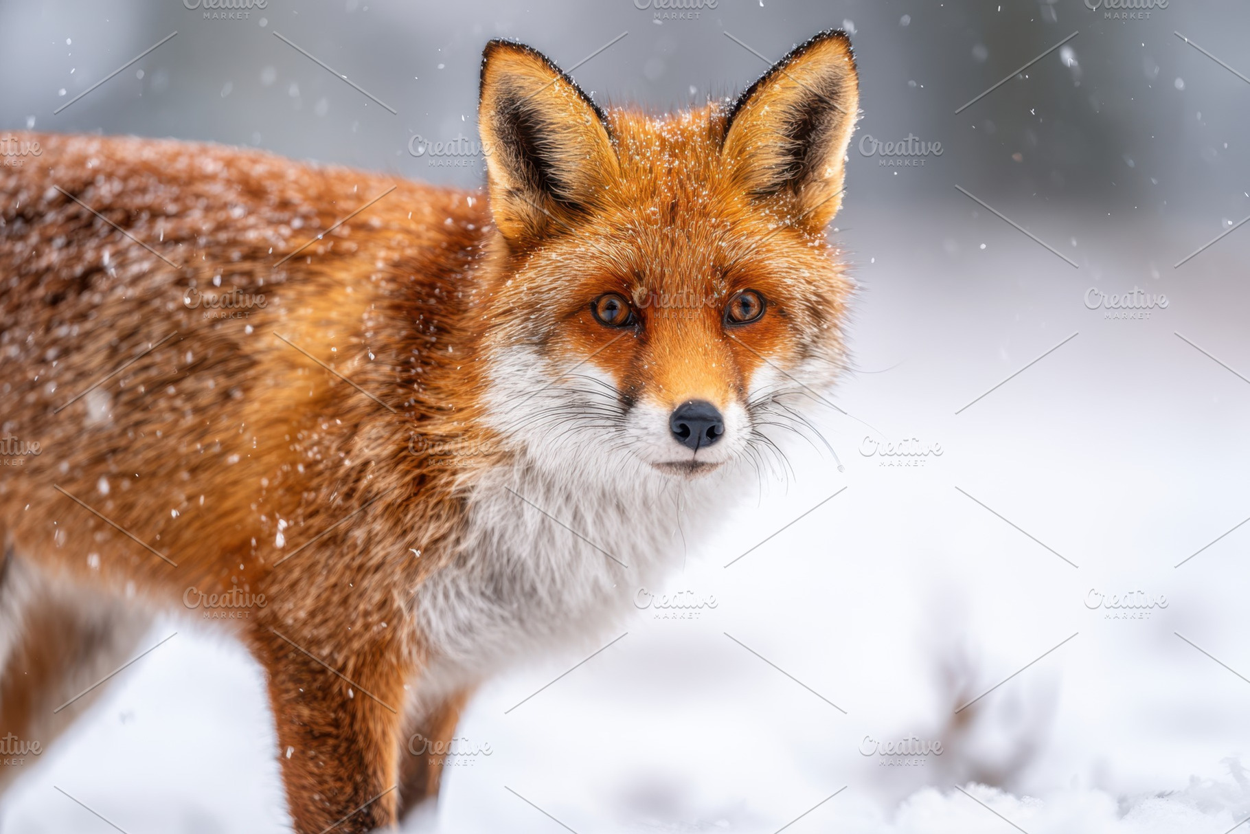 Red fox in snowy landscape, an Animal Photo by AlyaAnd