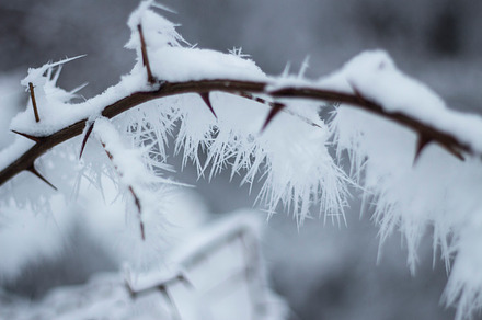 Branch with snow 1
