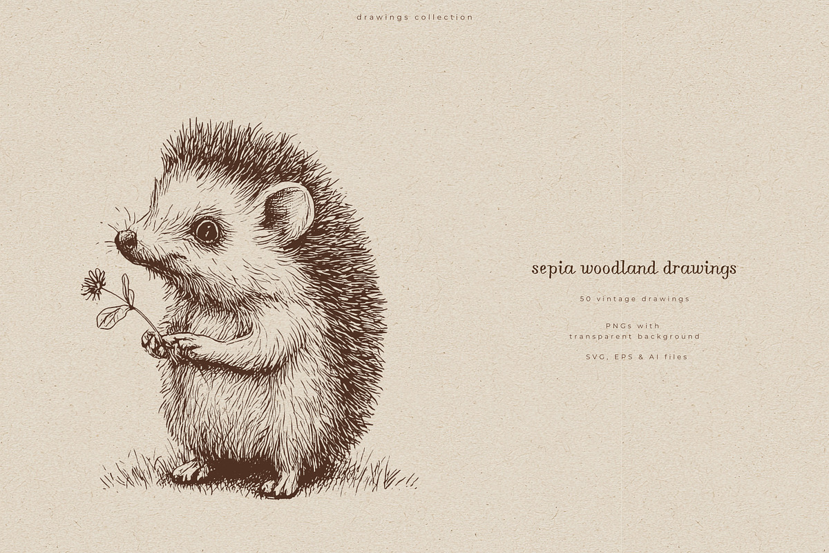 Sepia Woodland Drawings, an Animal Illustration by PeDe Designs (Photo 14 of 15)