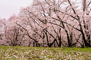 Cherry Blossom Photo Bundle – 5 High, a Nature Photo by Silent Nature (Thumbnail 5 of 5)