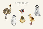 Birds Watercolor Painted Set, an Animal Illustration by AnitaPol (Thumbnail 7 of 18)