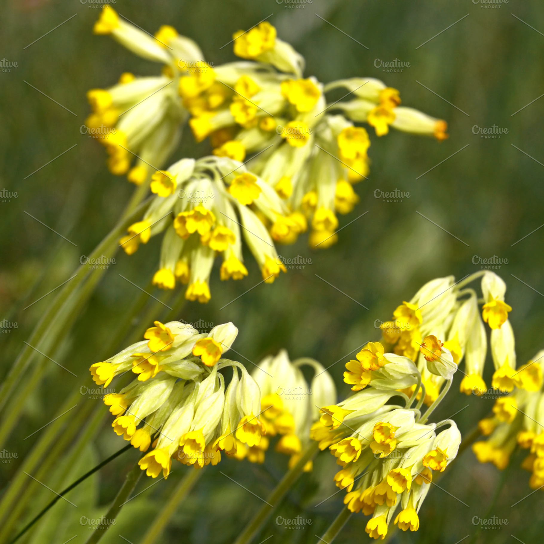 Cowslips, a Nature Photo by BOOCYS