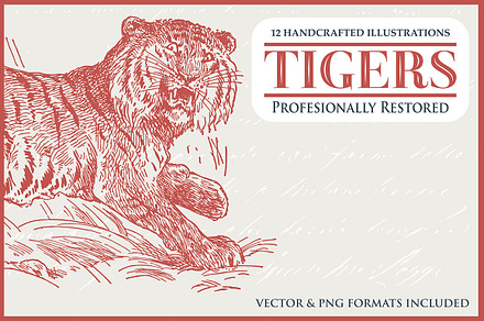 12 Tiger Illustrations