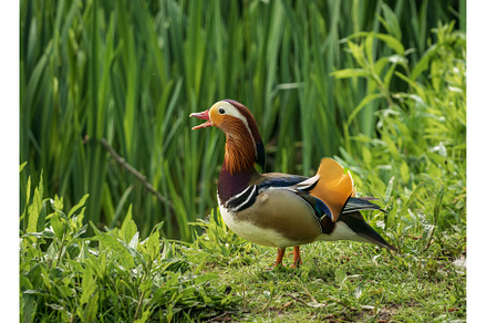 Mandarin Duck on the lakeshore at, an Animal Photo by Backyard Stock
