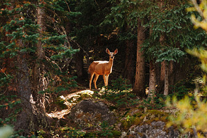 Deer in the headlights featuring colorado, outdoors, and adventure