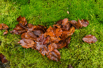 Leaves on green moss, a Nature Photo by Dreamy Pixel