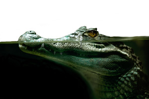 Crocodile alligator close up stock photo containing crocodile and alligator