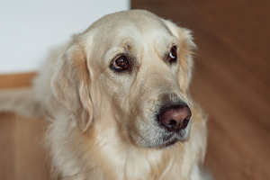 Golden retriever dog looking up with devoted eyes, an Animal Photo by Olena Rudo