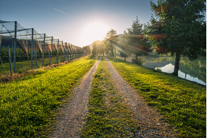 Sun shining over gravel road next to, a Nature Photo by den-belitsky