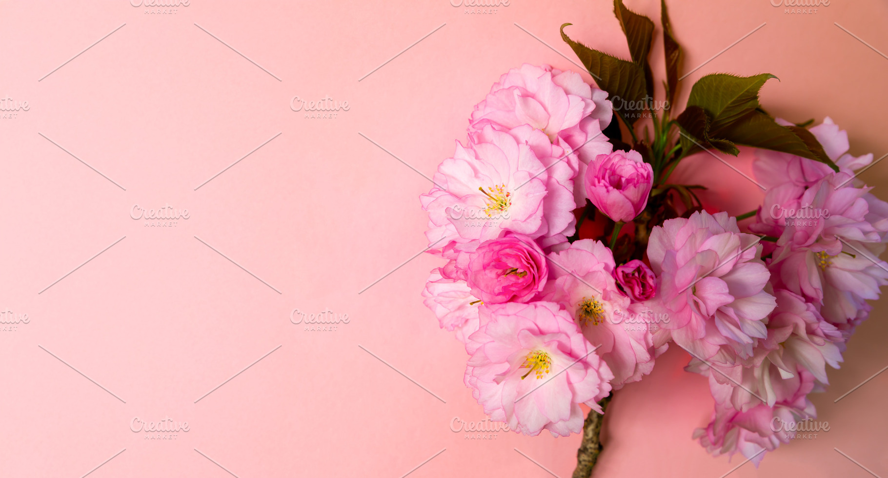 Vibrant pink cherry blossom branch with green leaves against a s, a Nature Photo by Ales Munt