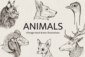 Hand Drawn Portraits of Animals