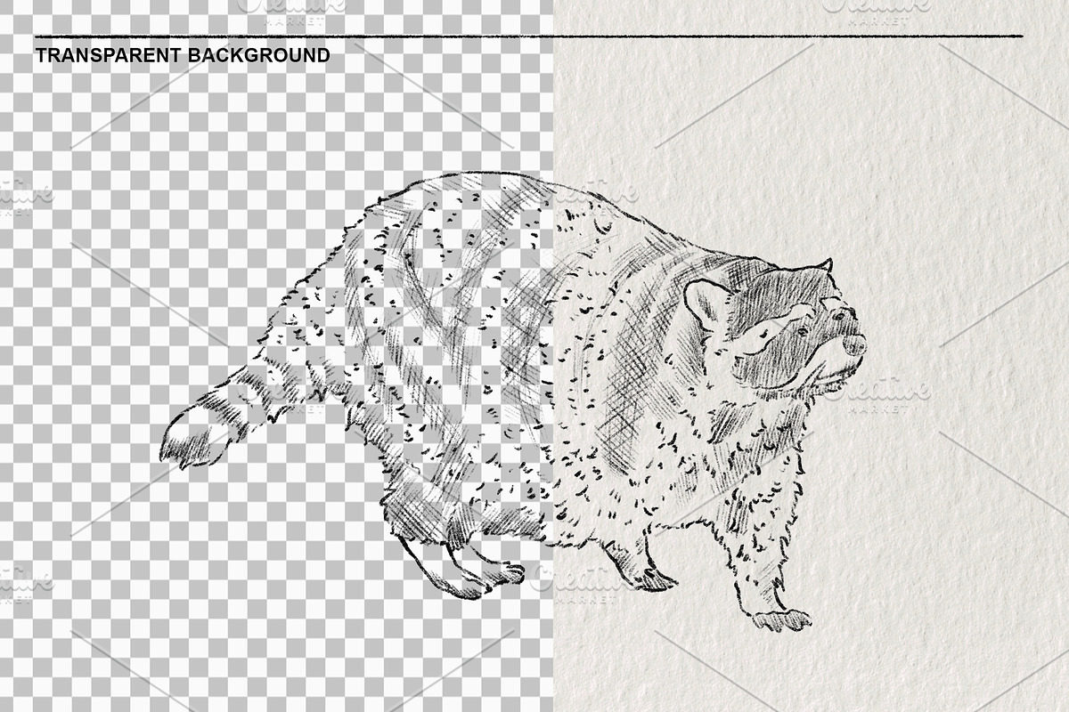 Raccoon sketches PNG, an Animal Illustration by LOKSKIH (Photo 2 of 4)