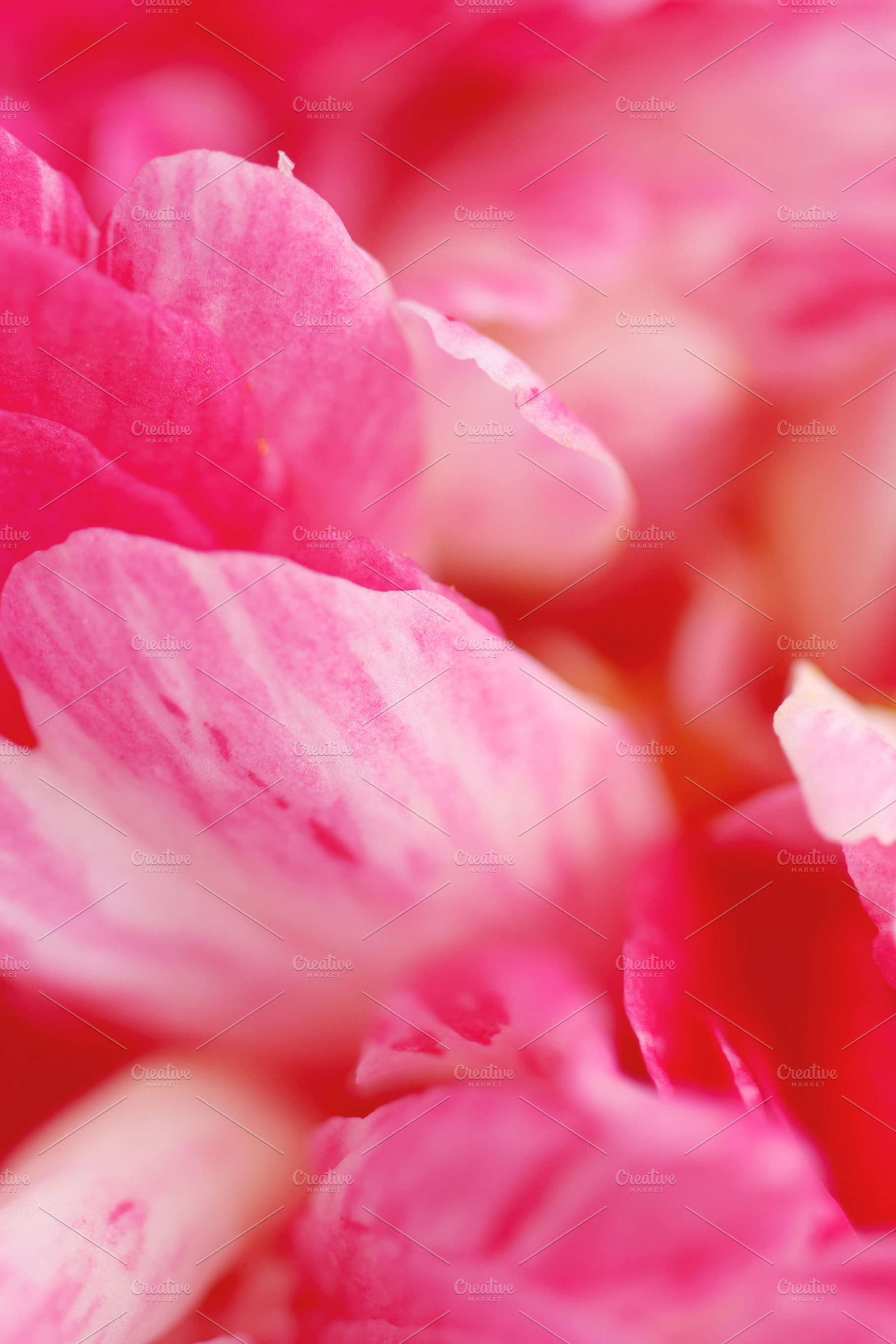 Extreme close-up of camellia petals, an Abstract Photo by Maria Dattola Photography