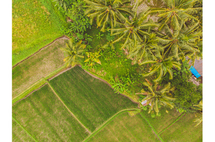 Image of beautiful Terraced rice, a Nature Photo by Elizaveta Galitskaya