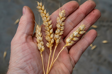 Wheat ears in male hand, a Nature Photo by AlyaAnd