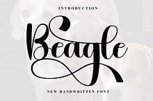 Beagle
