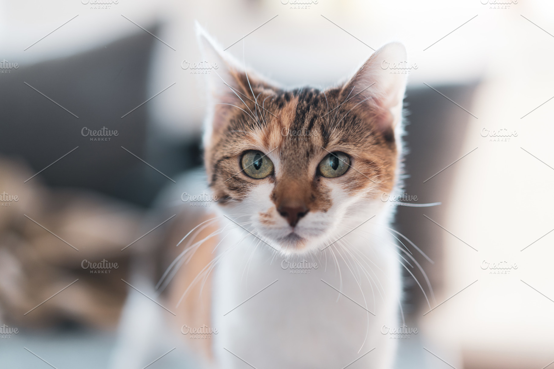 Cat containing cat, dof, and shallow, an Animal Photo by NiccerPhotography