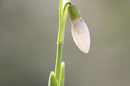 Snowdrop flower