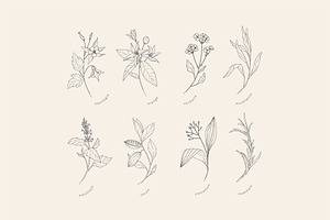 Cosmetic Herbs