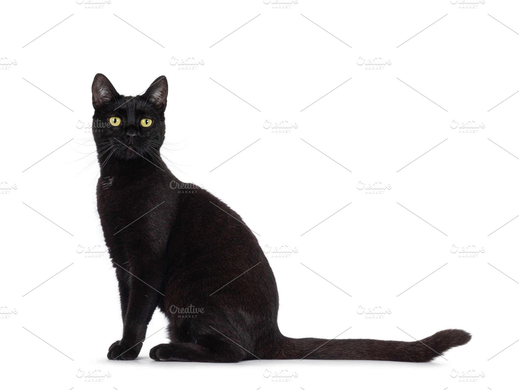 Black cat on white background, an Animal Photo by Cat'chy Images by Nynke