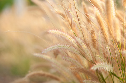 Flower of the grass stock photo containing grass and field, a Nature Photo by a454