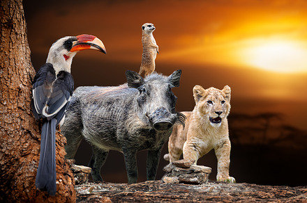 African animals lion, hornbill, meerkat, warthog on savanna suns, a Background Photo by Byrdyak