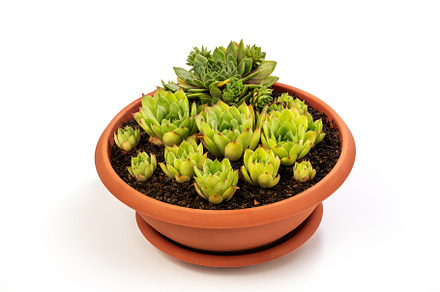 Common Houseleek in a flower pot