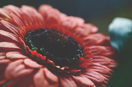 Sunflower in darkness