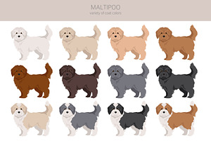 Maltipoo Maltese Poodle Mix