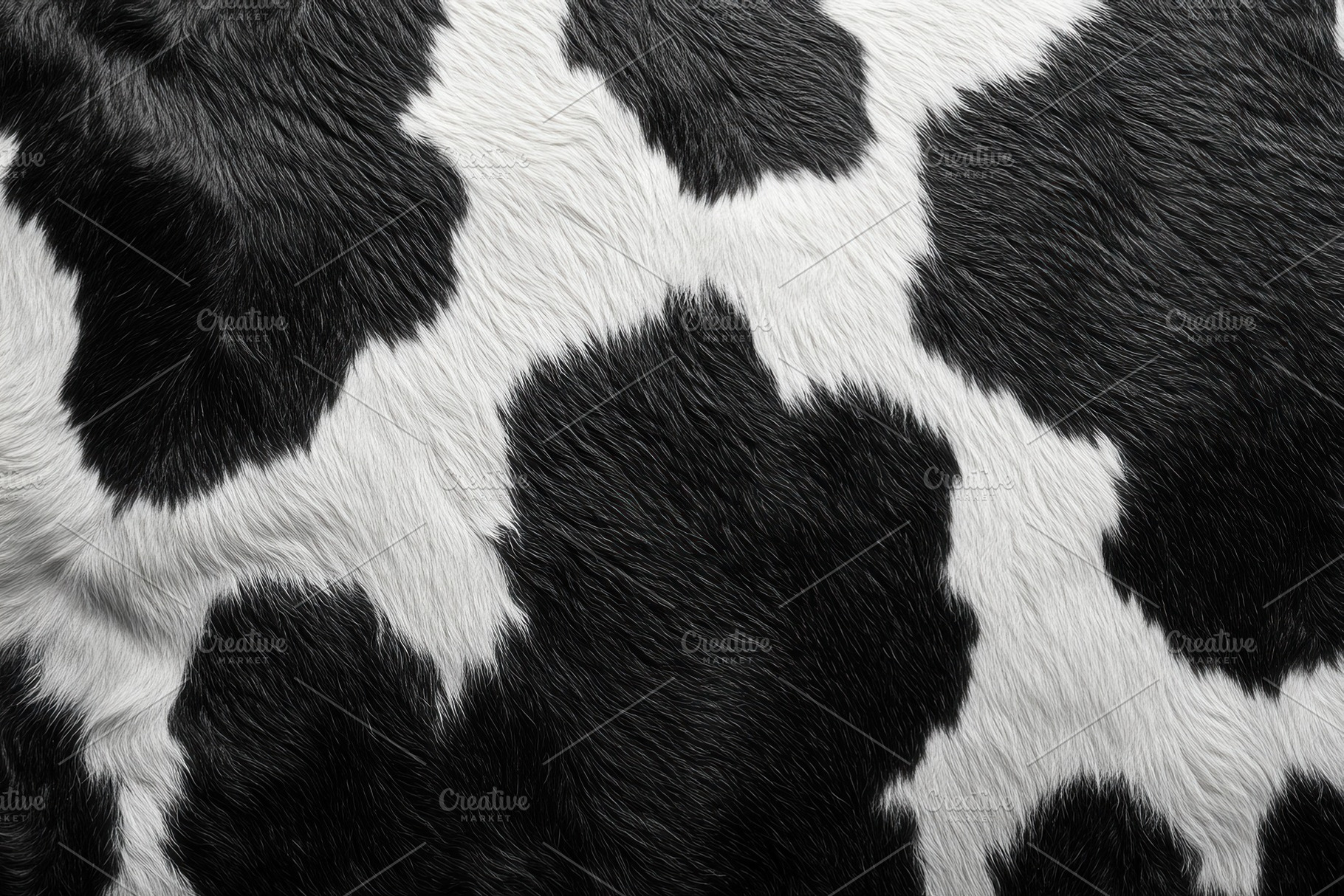 Black and white cowhide texture show, a Photo by Tanuart