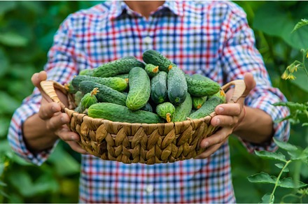 A man holds a harvest of cucumbers, a Food & Drink Photo by yanadjana