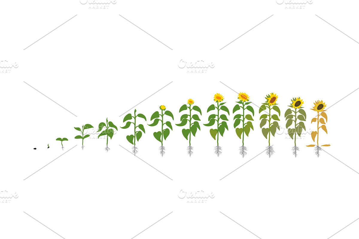 Vegetable growth stages pack, a Food Illustration by Ilia Design (Photo 7 of 9)