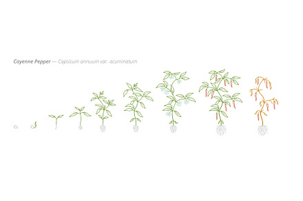 Cayenne Pepper Growth Stages from